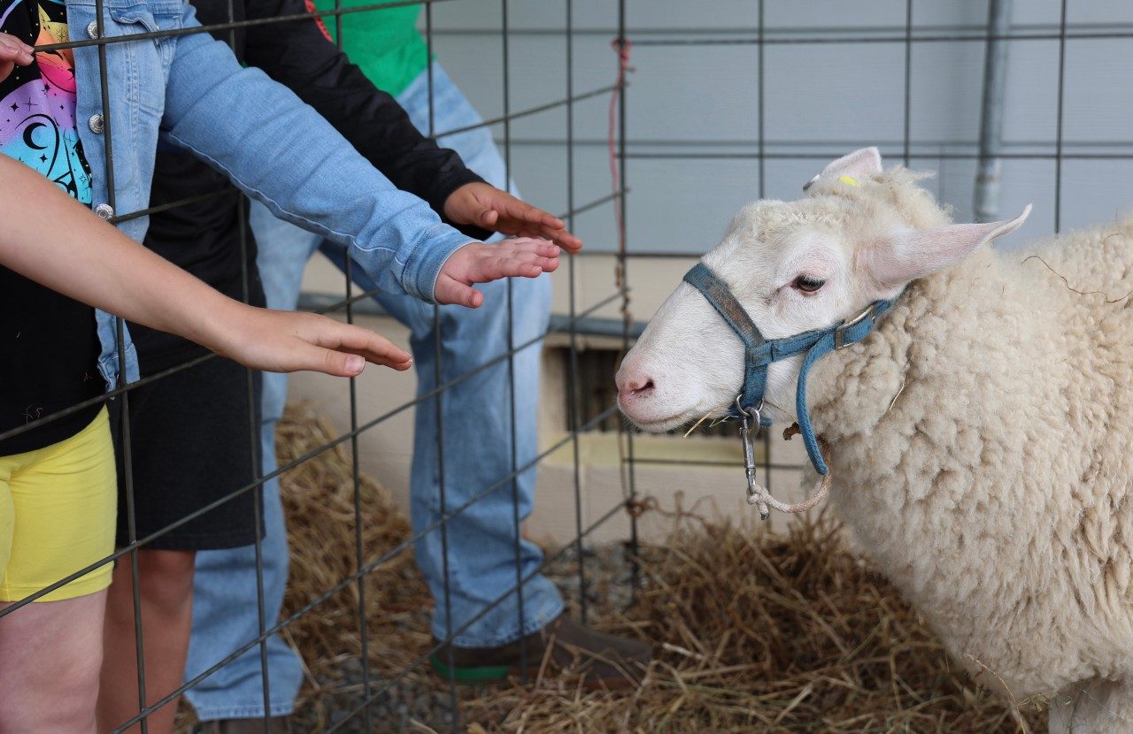 Children petting sheep at Ag Awareness Day