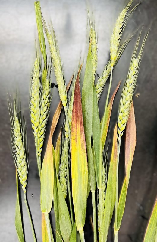 winter wheat with signs of barley yellow dwarf virus