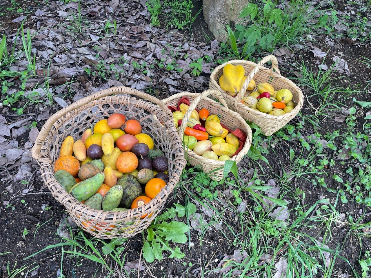Produce harvested at Hacienda Verde. Photo by Morgan Harvey for Virginia Tech.