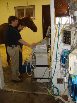 Neonatal foal receives medical attention