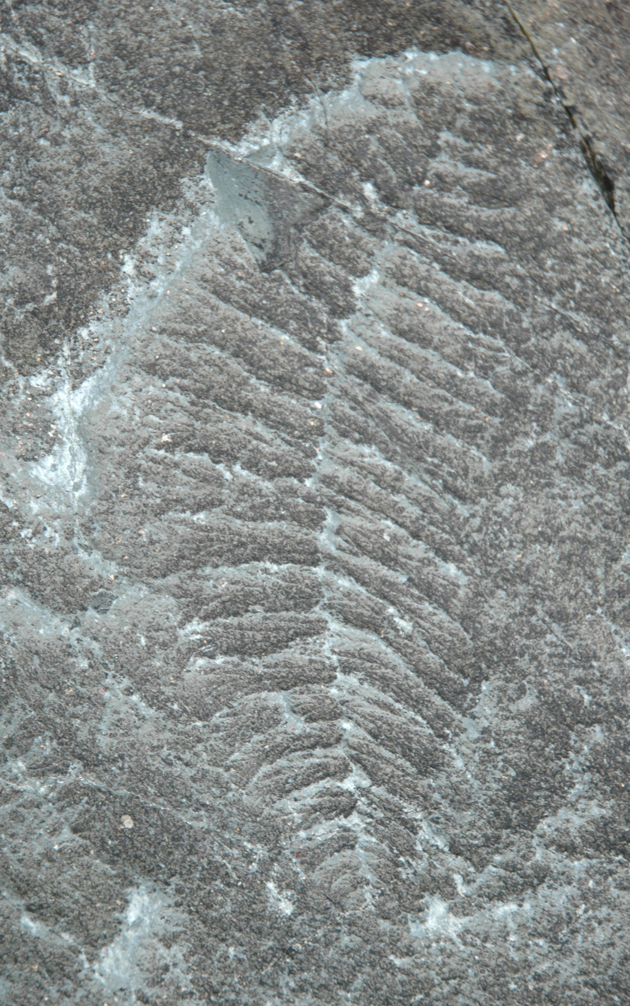 The Ediacara fossil Fractofusus misrai from the ~565 million year old Mistaken Point Formation in Newfoundland, Canada, represents the earliest Ediacara assemblage, known as the Avalon assemblage.