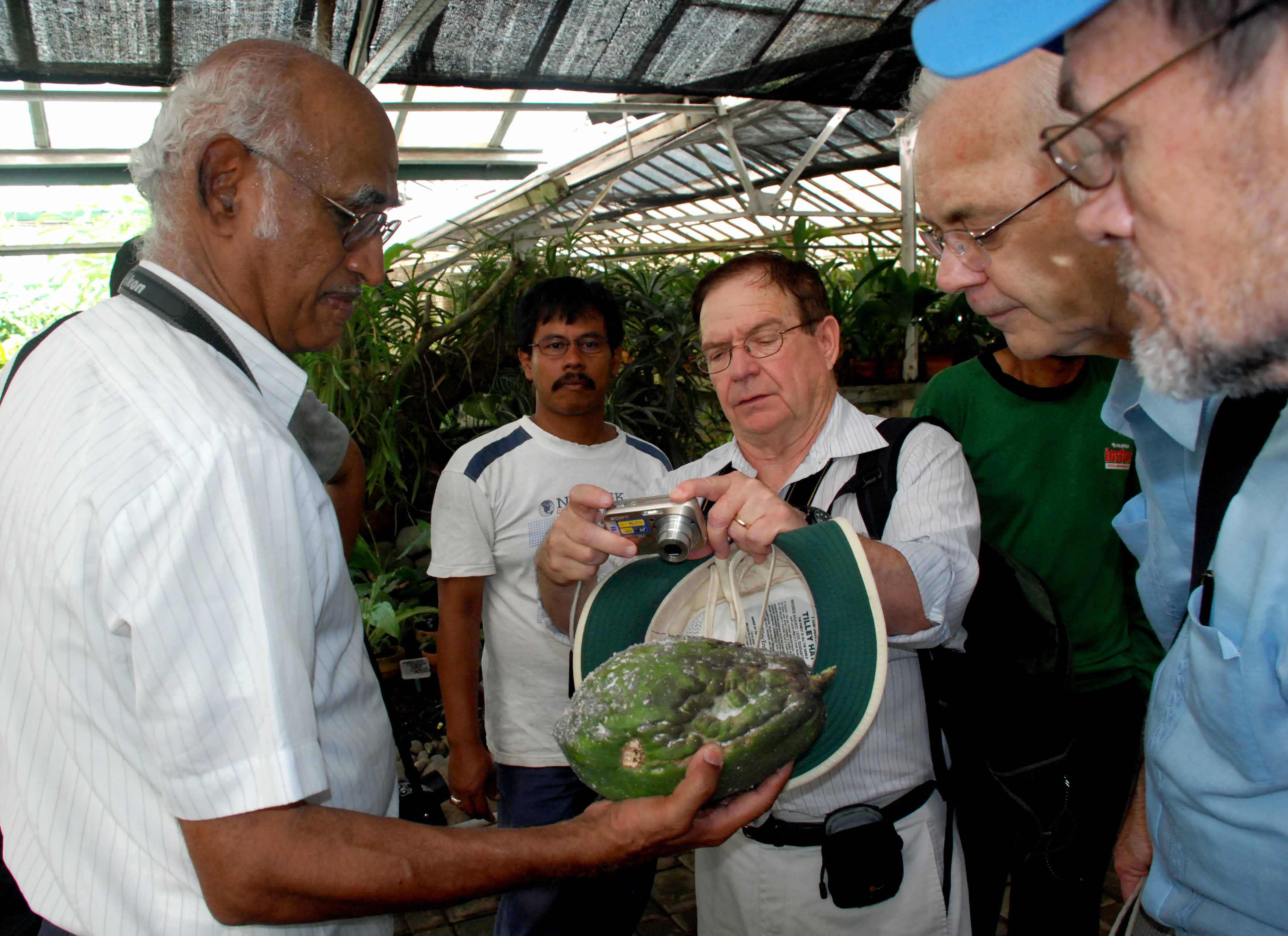 Muni Muniappan (left) holds a papaya infested with the papaya mealybug while other scientists look on.