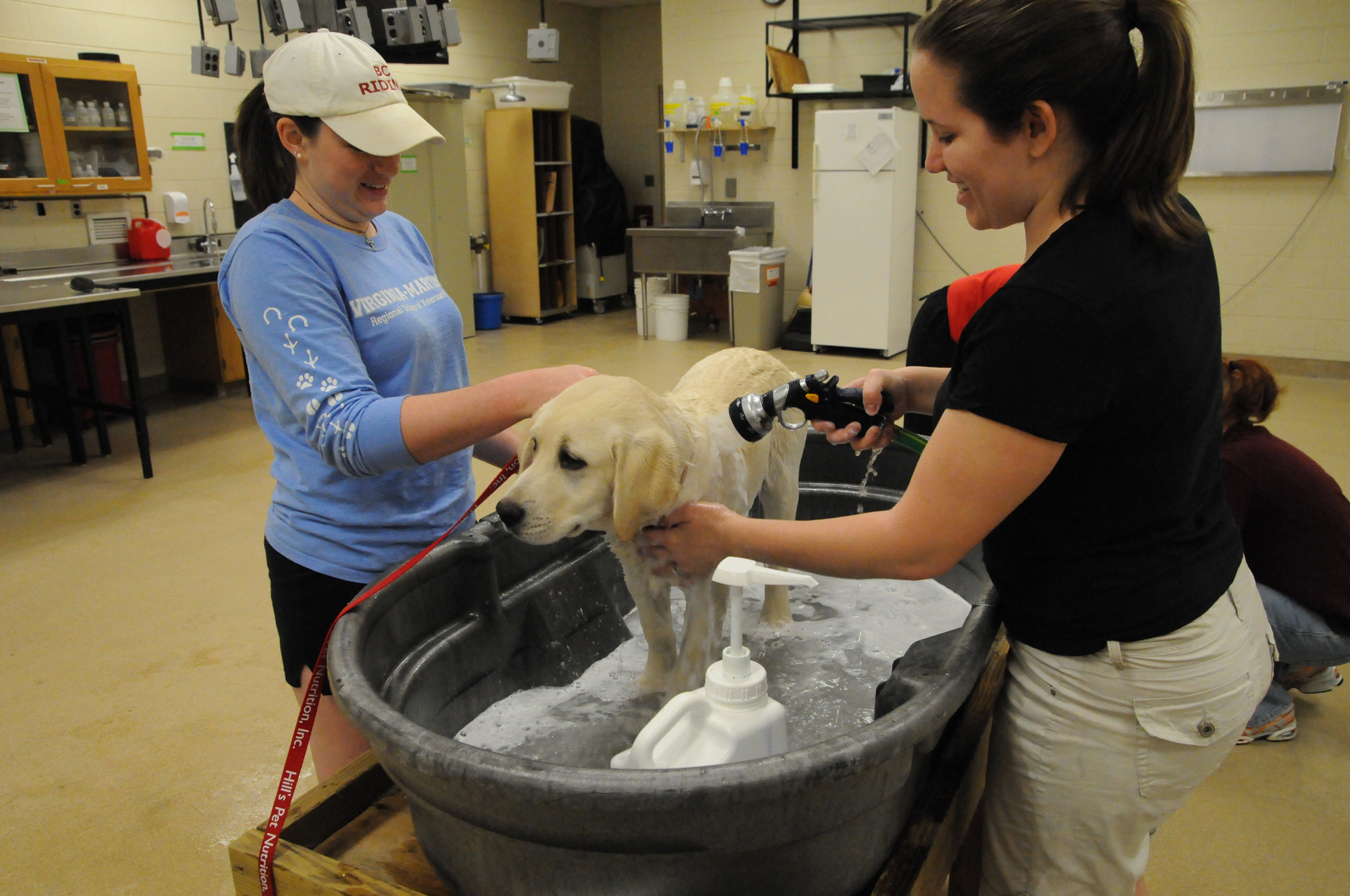 Veterinary students wash a dog at last year's event.