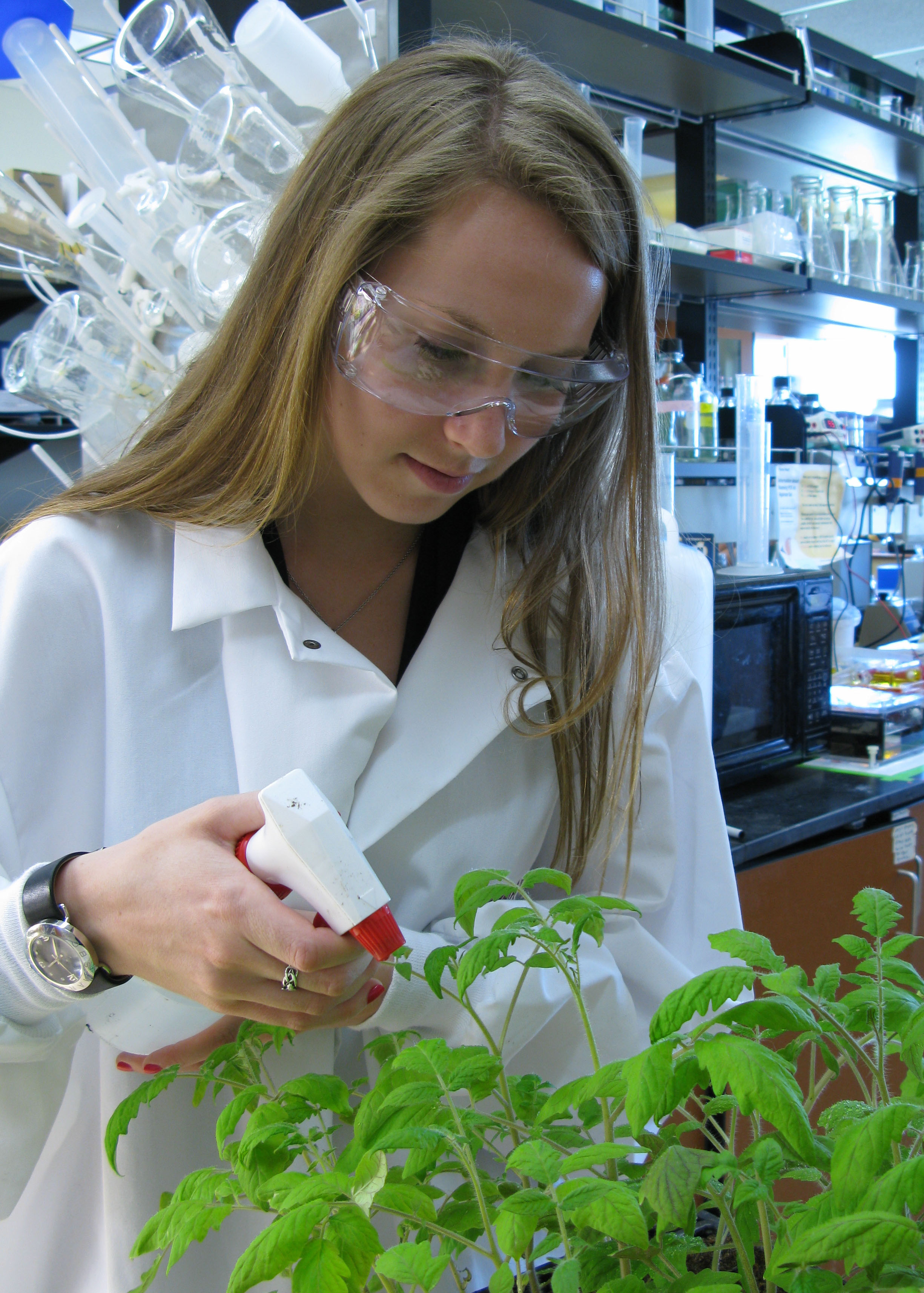 Maureen Farrell, a sophomore majoring in biological sciences in the College of Science, inoculates tomato plants with <em>P. syringae</em> bacteria in the Vinatzer laboratory.