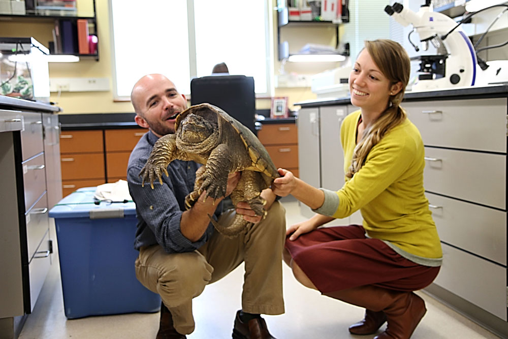 Brittney Hopkins, a fish and wildlife conservation graduate student studies turtles to learn about mercury contamination.