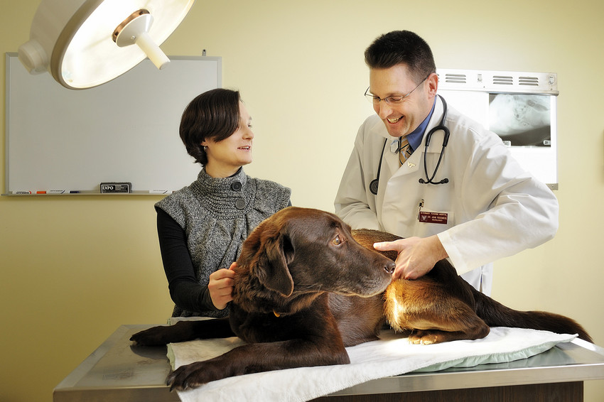 Dr. John Rossmeisl examines Autumn, a cancer survivor, with owner
