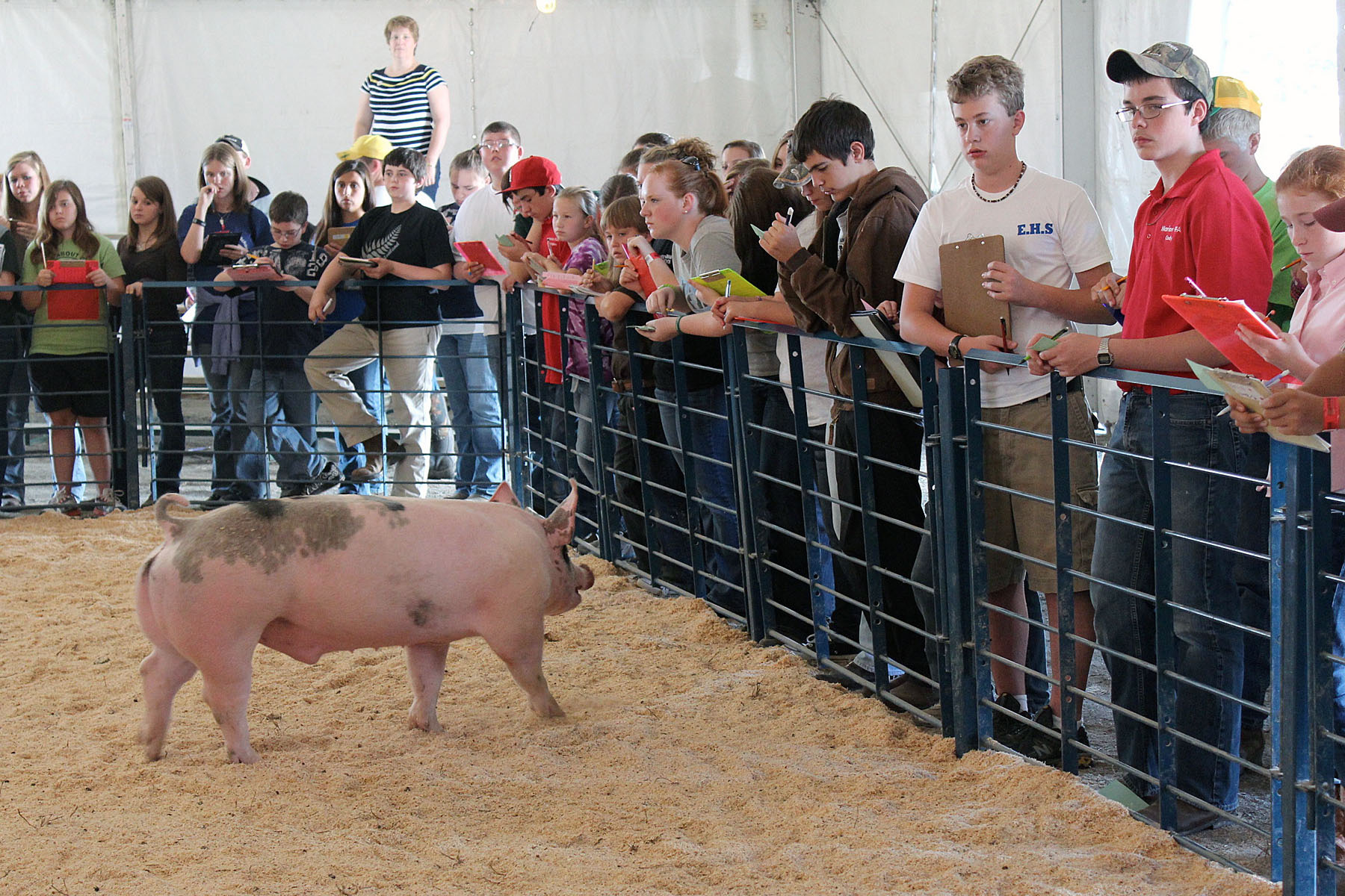 Contestant evaluate a class of market hogs during the stockman's contest.
