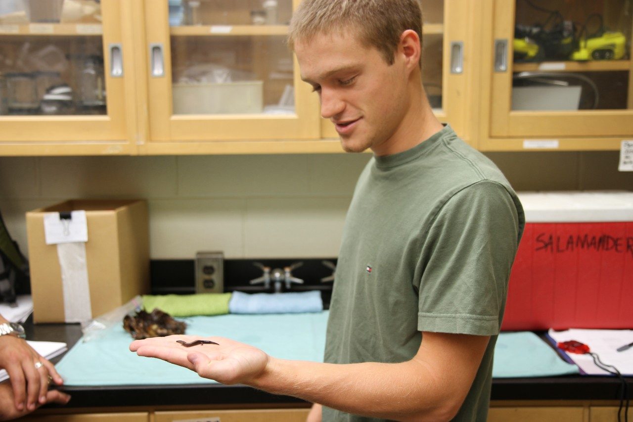 Tyler Williams holds a red-backed salamander in a wildlife ecology laboratory in Cheatham Hall.