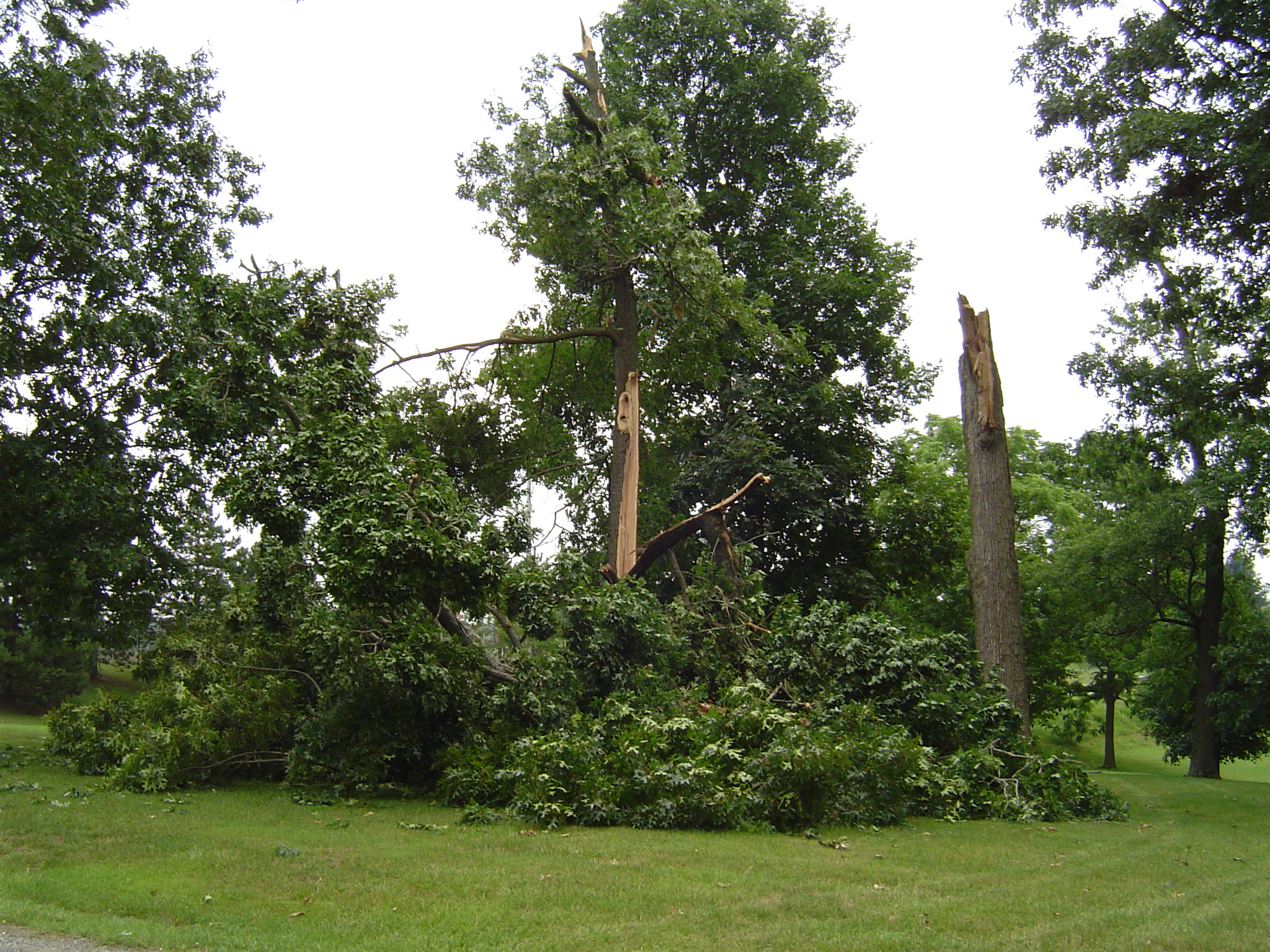 Two trees with broken trunks, with standing trees in the background.