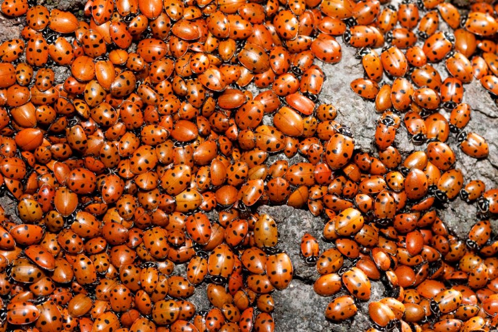 Entomology is not to blame for annual ladybug swarms | Virginia Tech ...