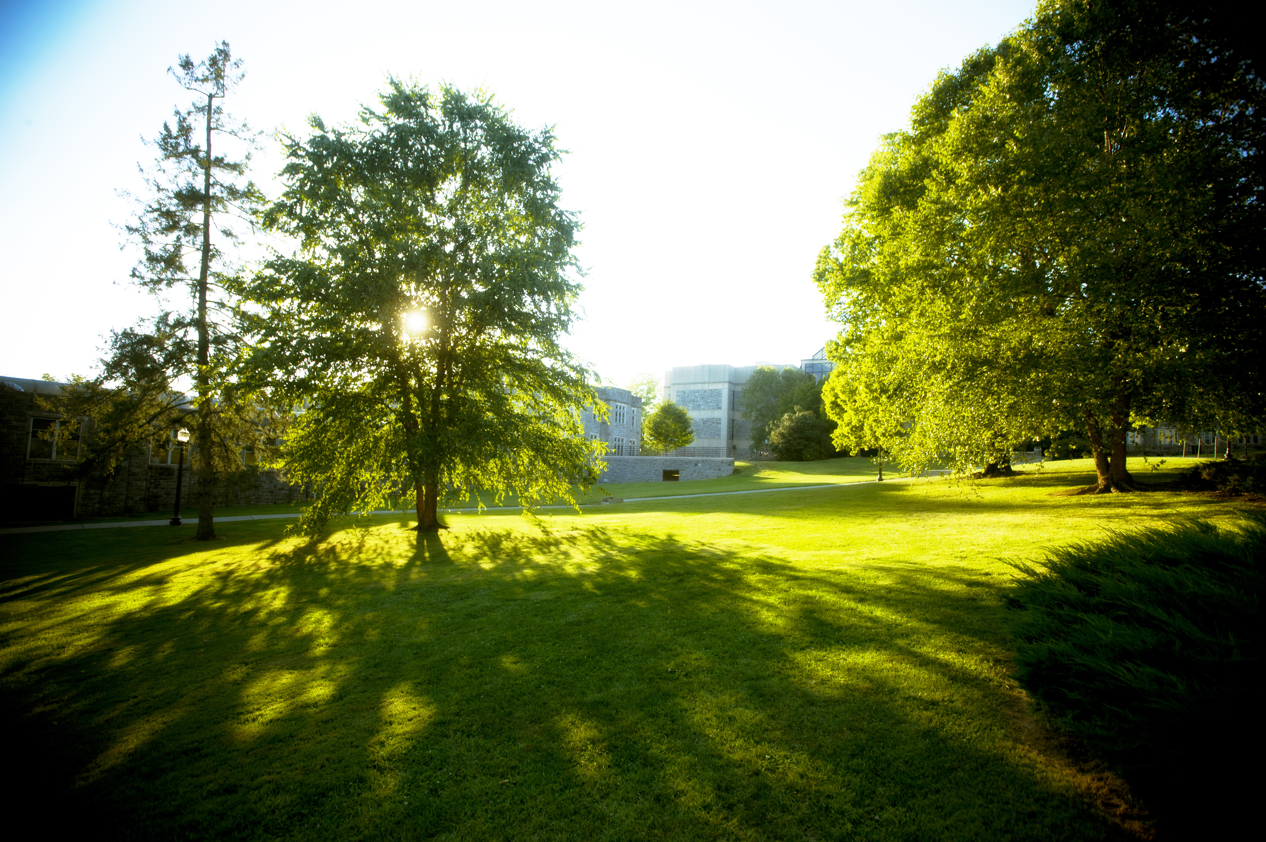Tree Campus USA