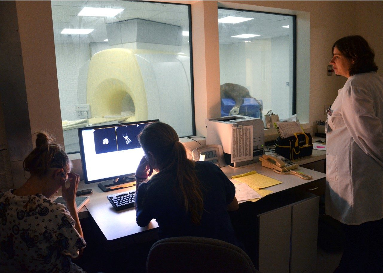 Hospital personnel monitor an MRI scan of a horse from a specialized control room.