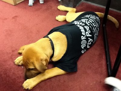 Dog wearing a Party Positive T-shirt
