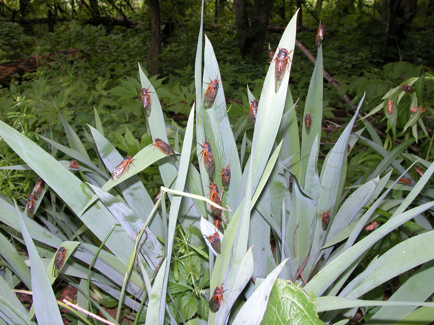  A large group of cicadas rest on iris leaves.