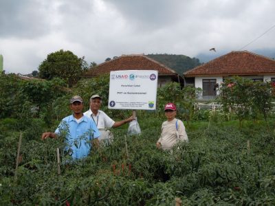 Integrated Pest Management Innovation Lab hot pepper trial field in Indonesia