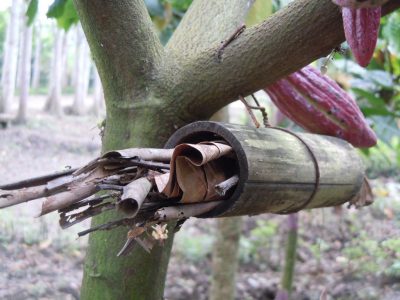 Cocoa pod borer trap in Indonesia