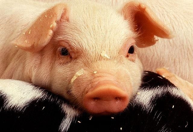 The sudden emergence of porcine epidemic diarrhea virus, which belongs to the coronavirus family, has caused economic and public health concerns in the United States.