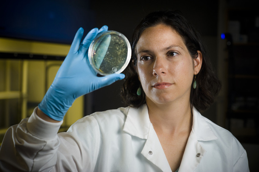 Amy Pruden examines a Petri dish