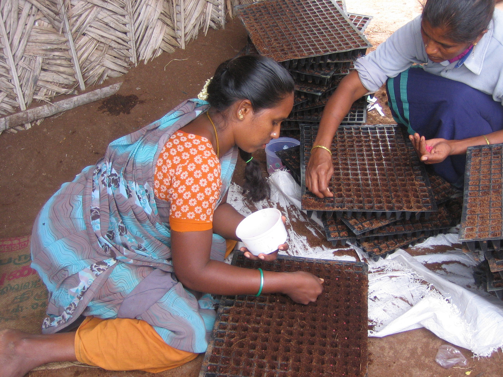 women plant seeds in seedling trays
