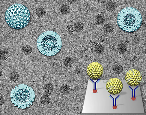 In this 3-D reconstruction of rotaviruses, the orderly golf-ball appearance indicates dormancy. The outer shell becomes disorganized as activity inside the rotavirus increases. 
