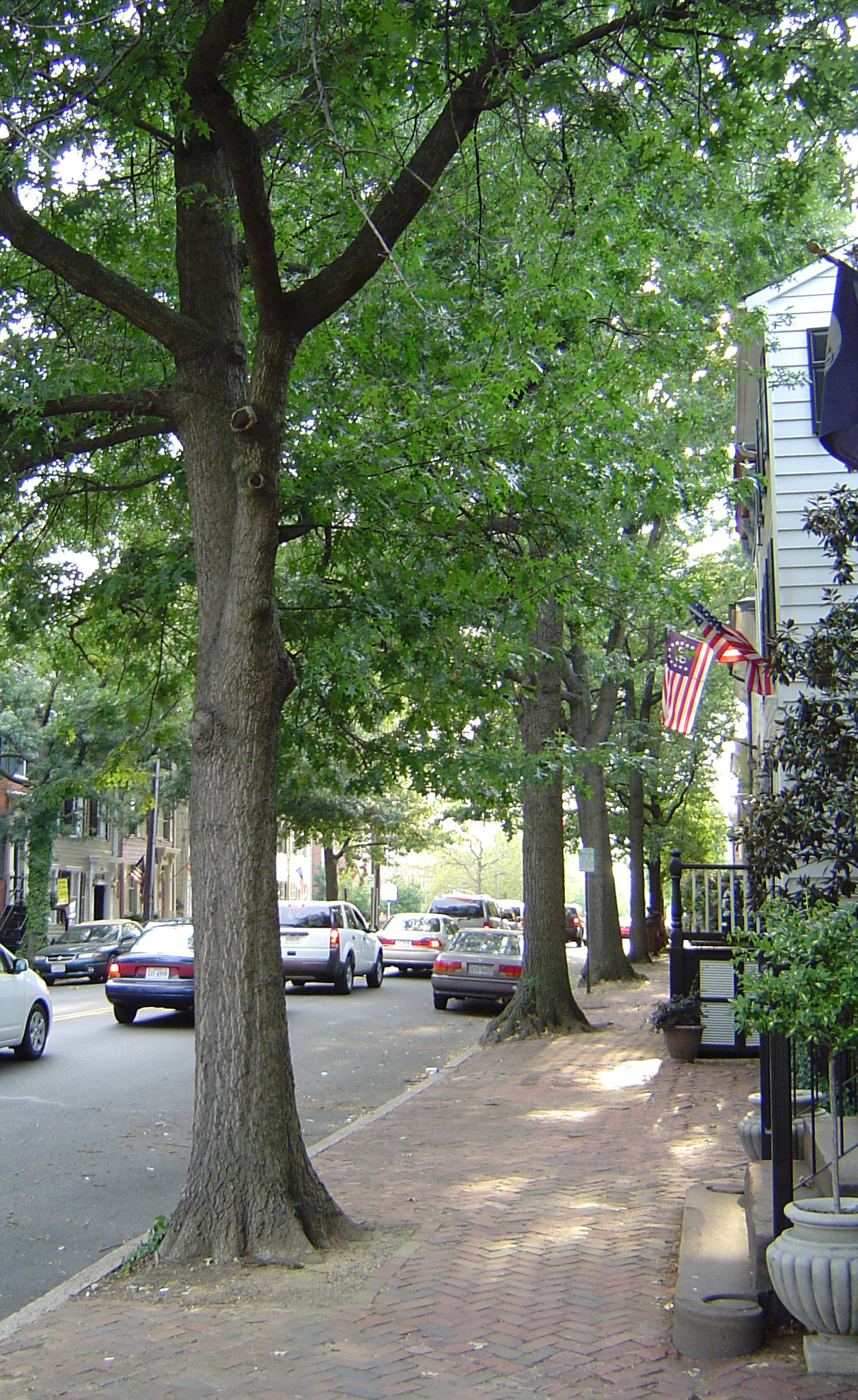 A tree-lined street