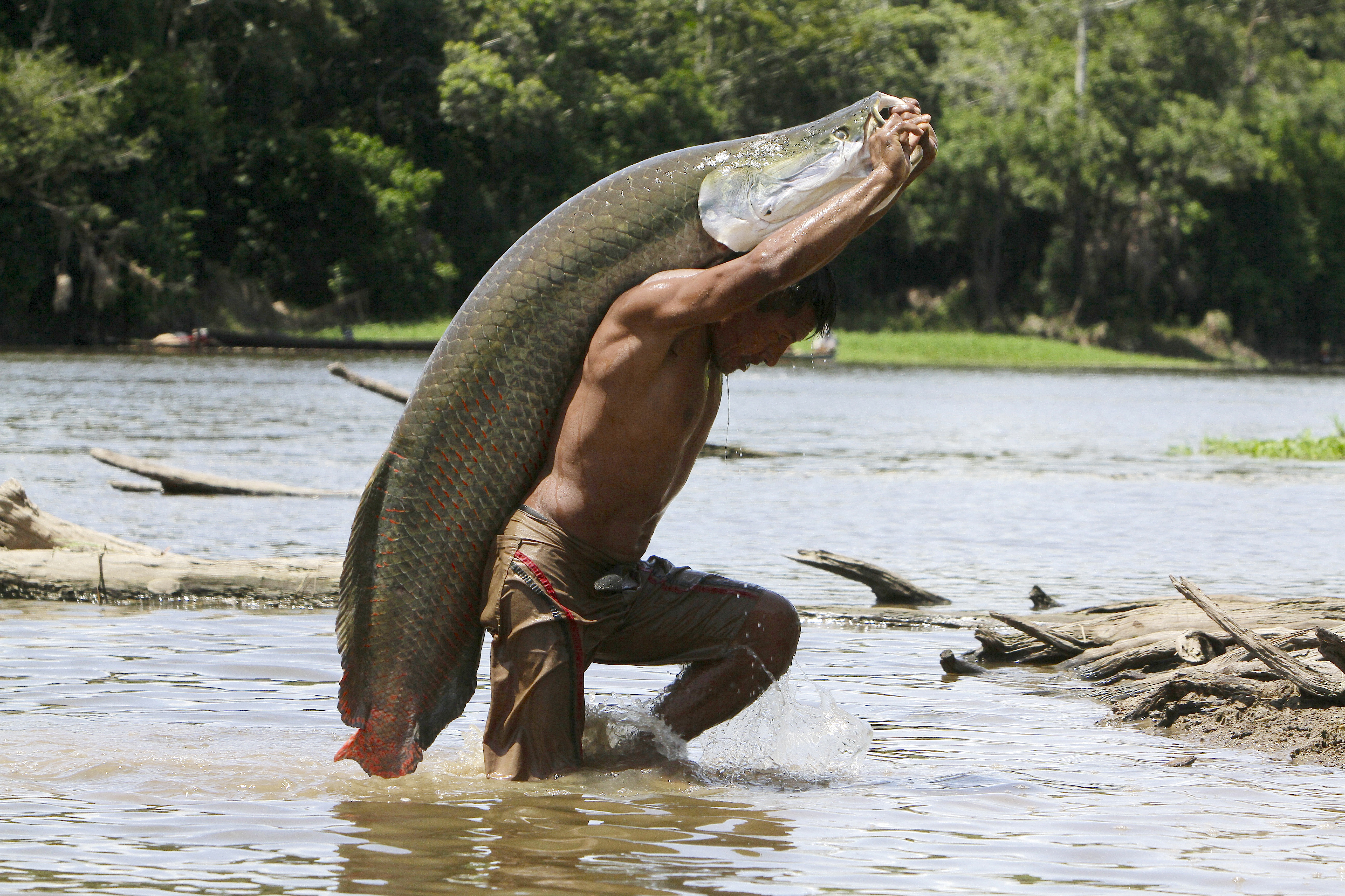A man walking in a river carrying a very large fish on his back