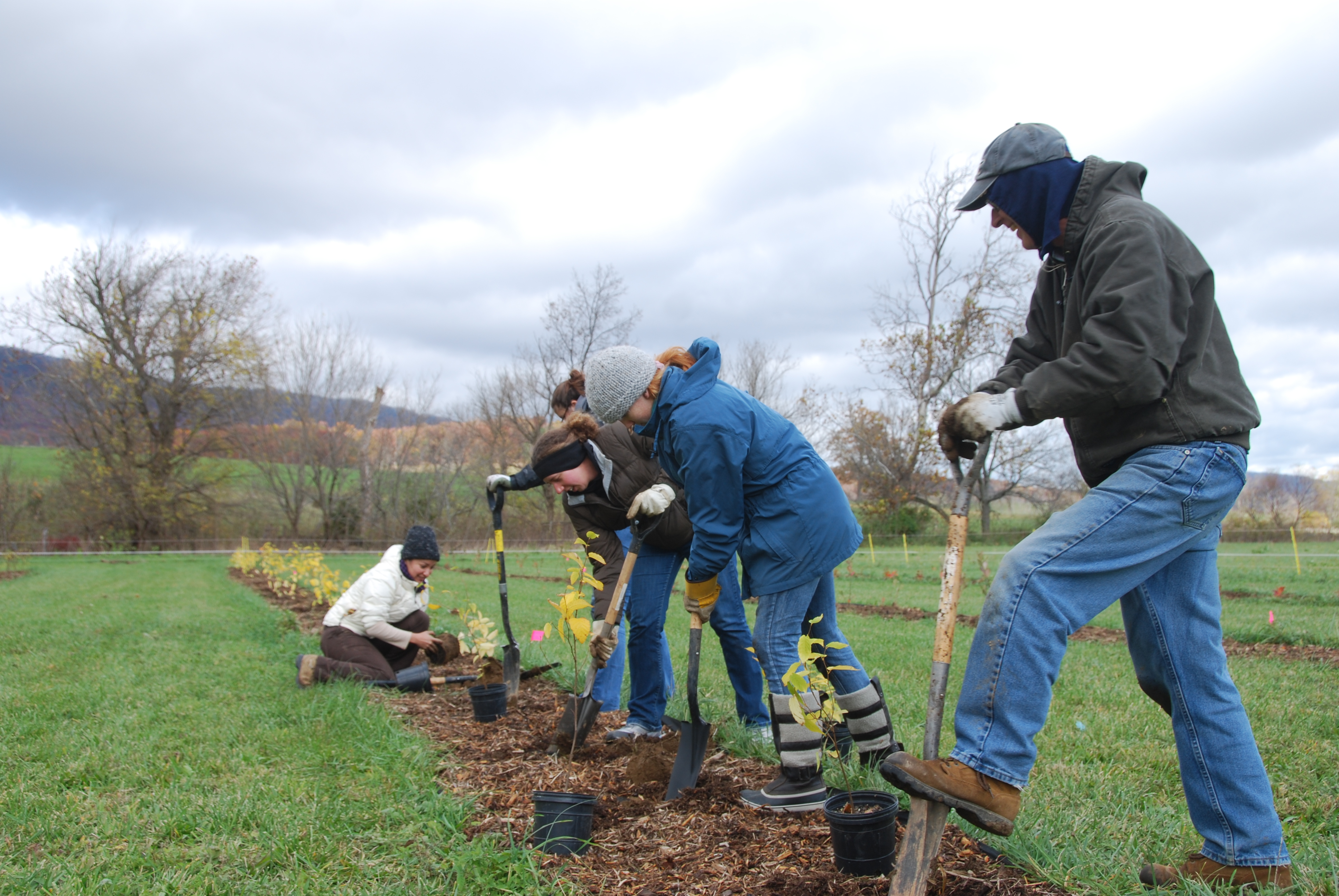 A line of people planting seedlings in a field