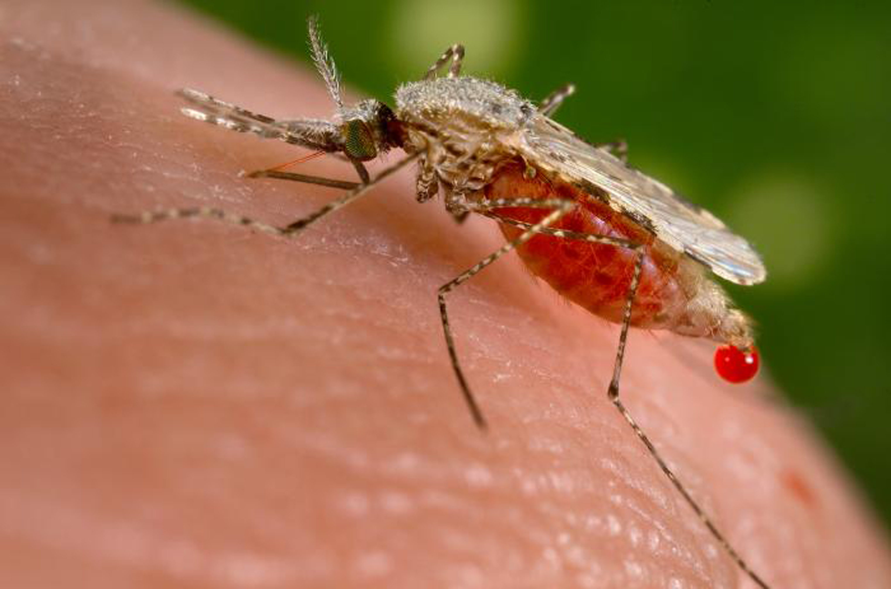 Mosquito feeds on human host.