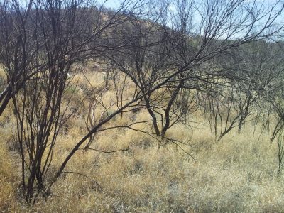 Buffelgrass, an invasive weed