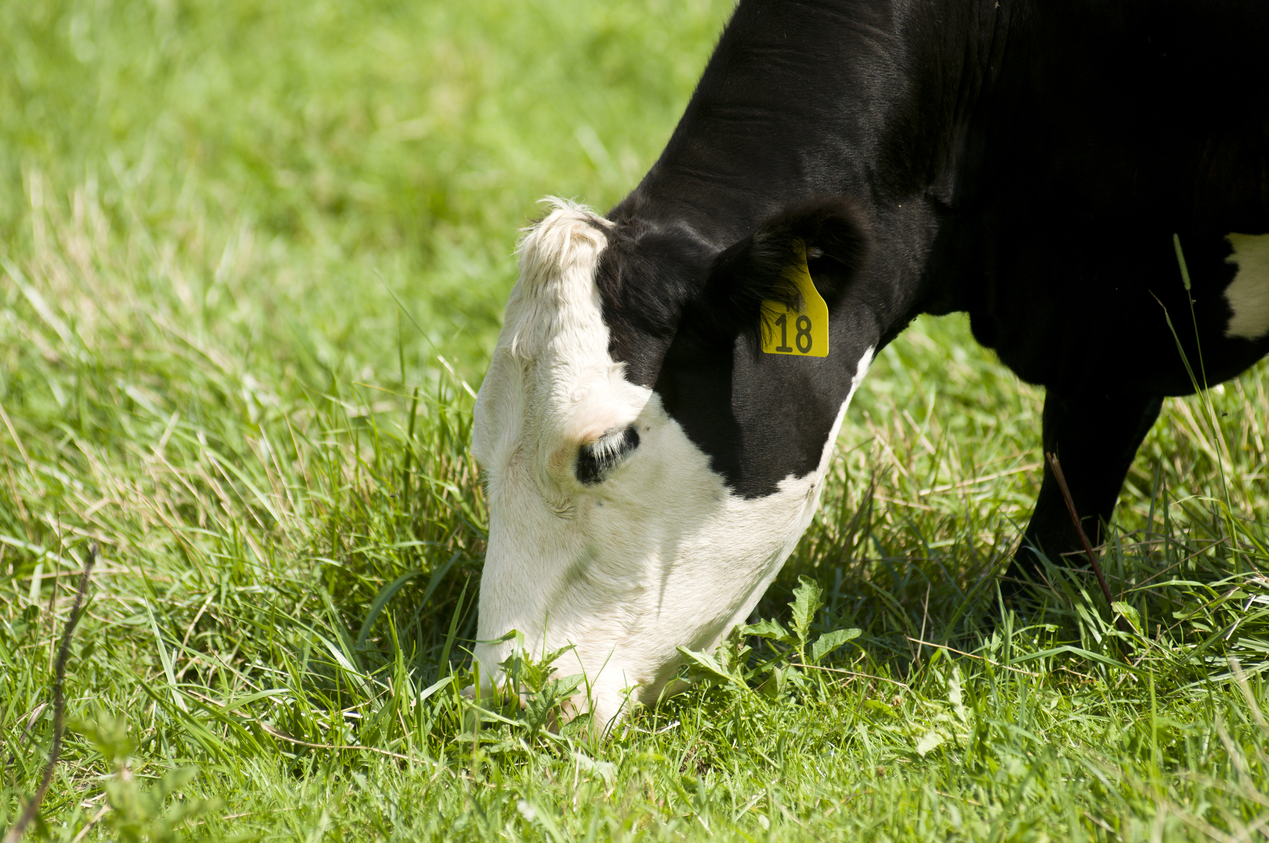 A crossbred beef cow grazing.
