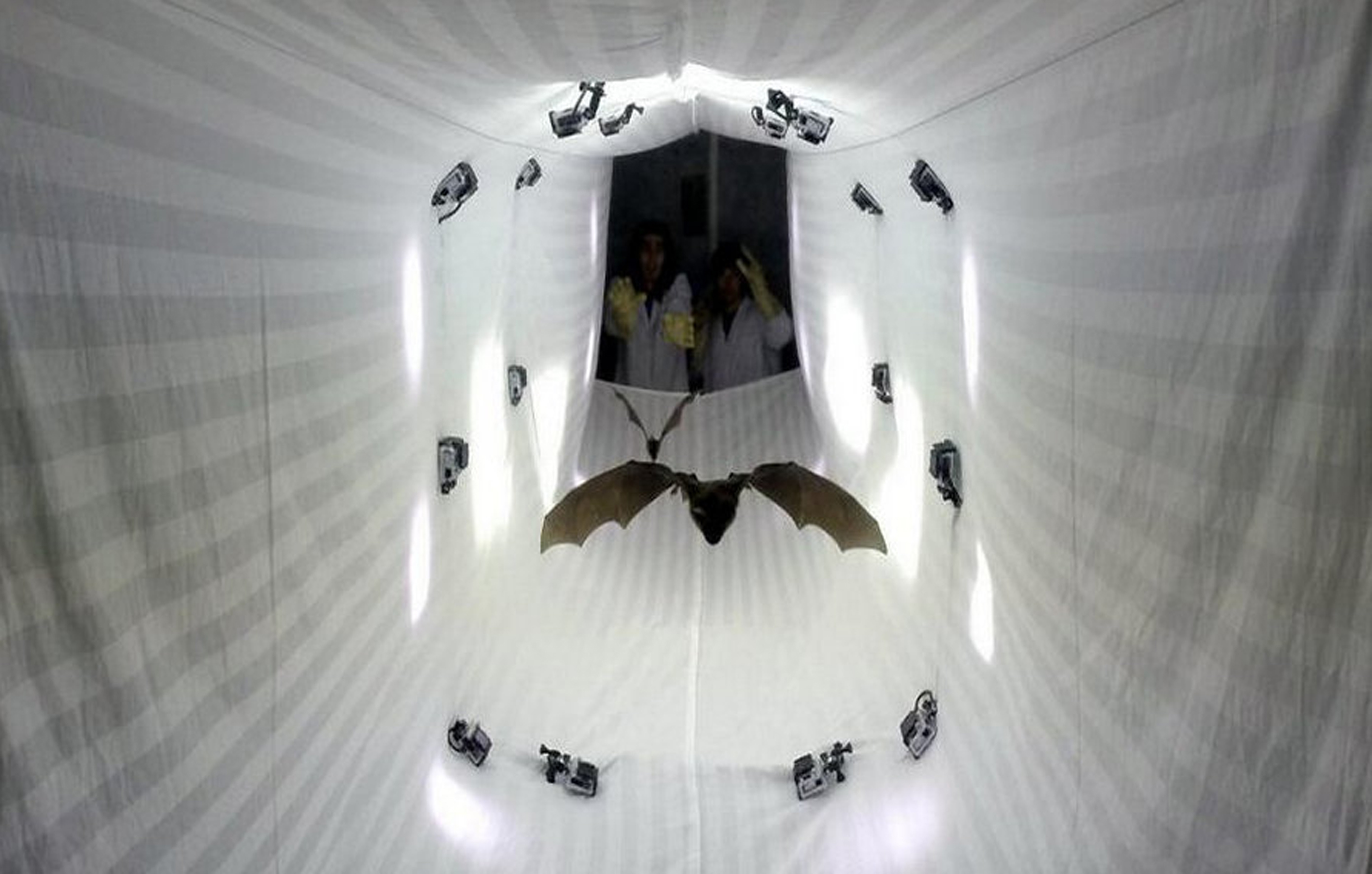 Bats flying through a tunnel