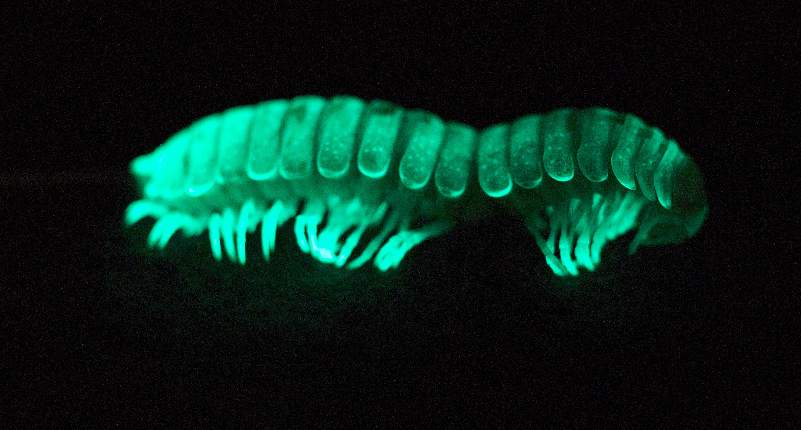 An image of a glowing millipede.