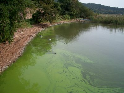 Cyanobacterial bloom