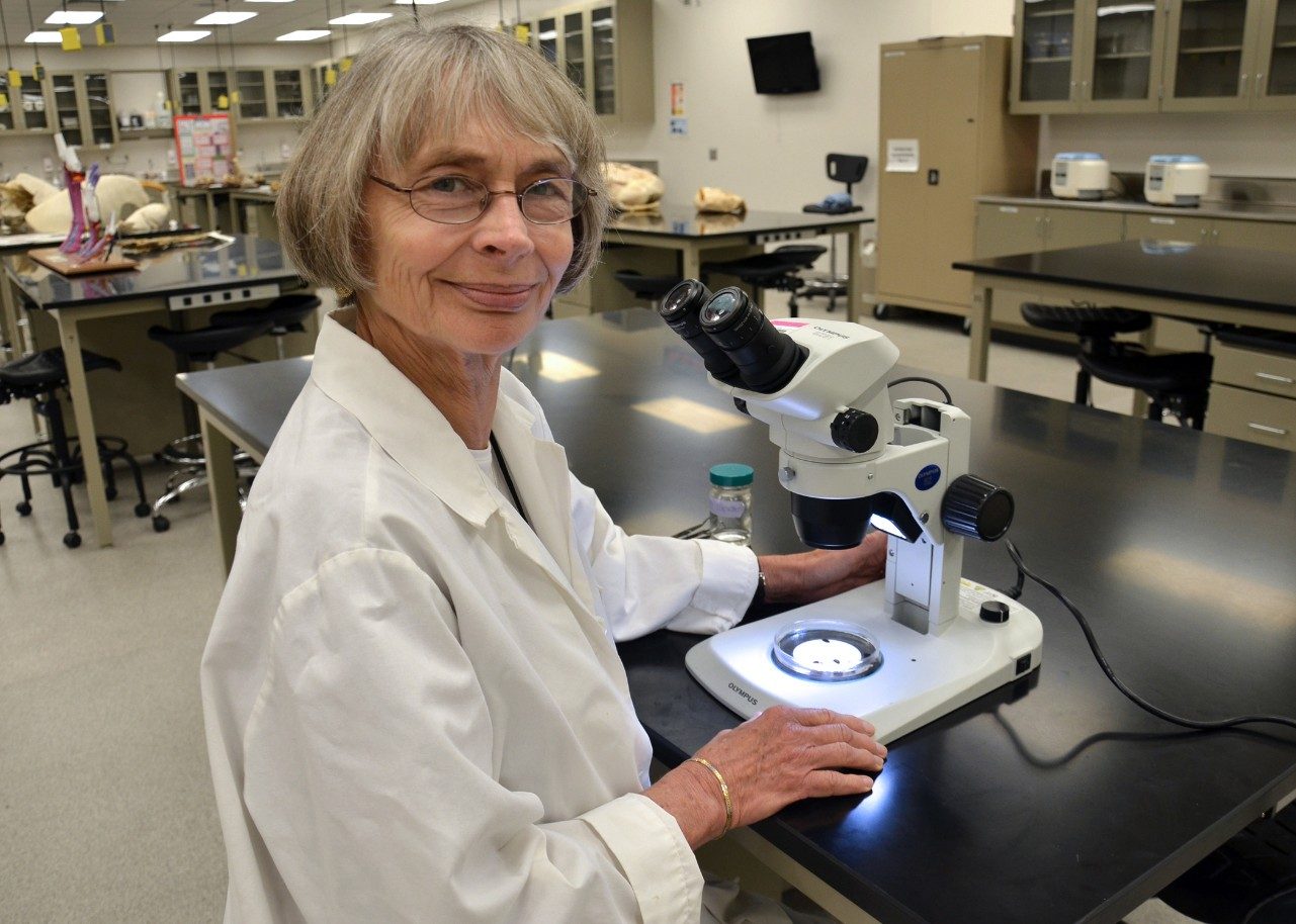 Dr. Anne Zajac, professor of parasitology in the Department of Biomedical Sciences and Pathobiology, looks at deer ticks through a microscope.