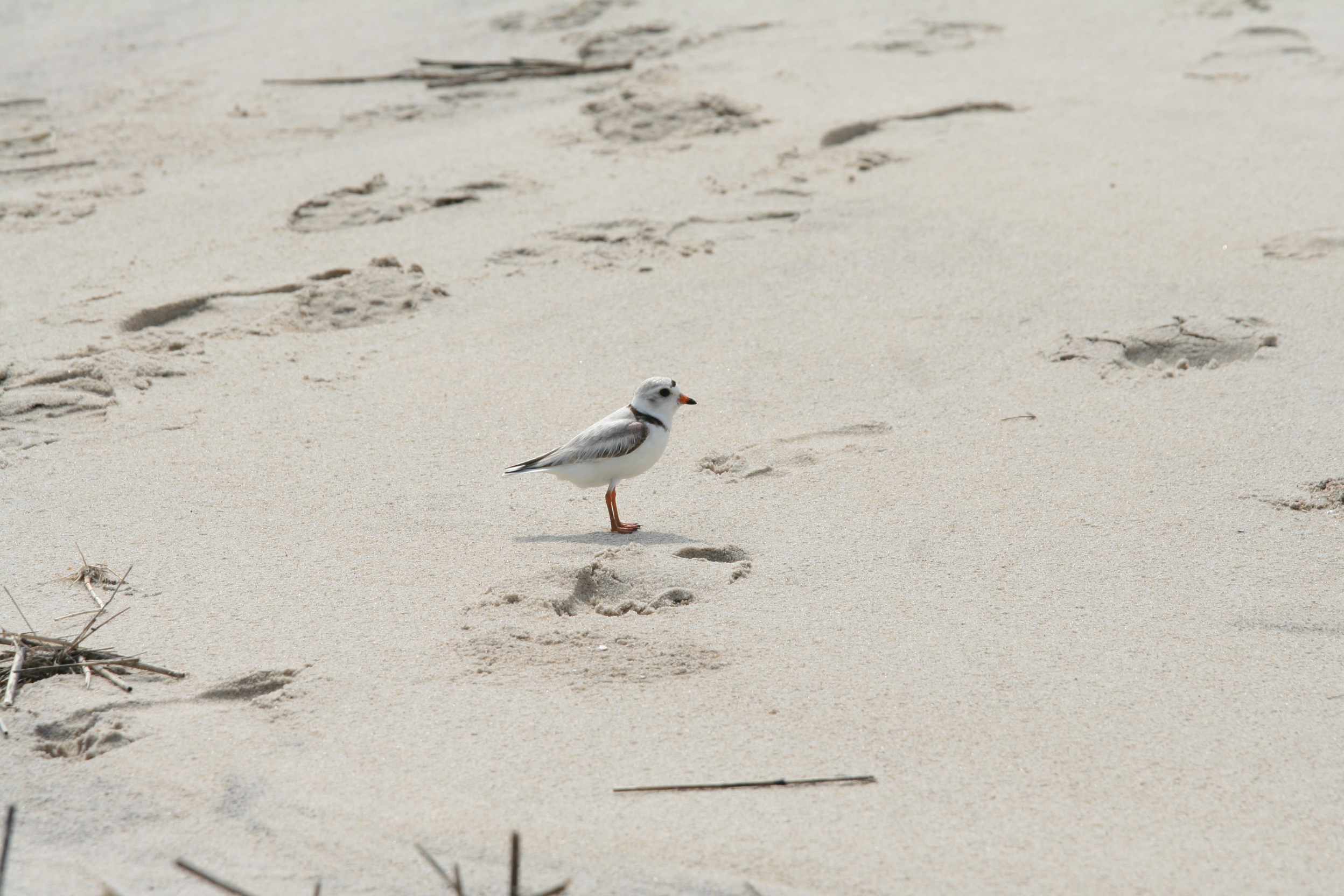 A piping plover on a beach