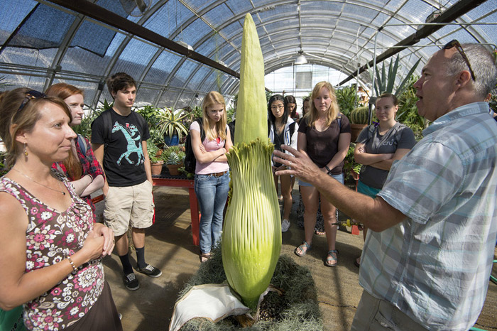 Experts at the Jacob A. Lutz Greenhouse Complex estimate the corpse flower, or Amorphallus titanum, will bloom early next week. The flower is known for its rarity in blooming, about once every five years, and its scent of rotting flesh.