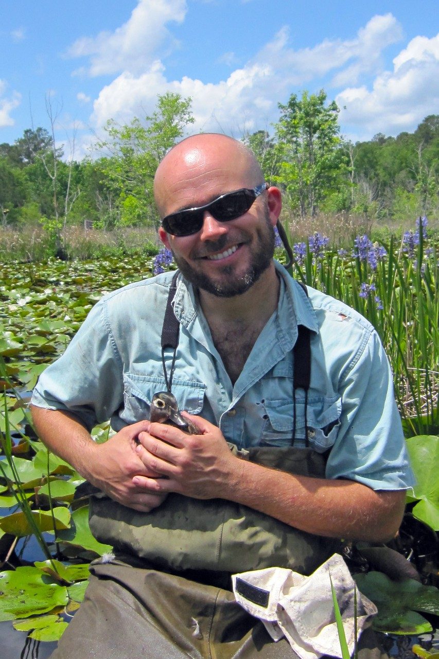 Professor William Hopkins, shown holding an adult female wood duck in a South Carolina swamp where he conducts field studies on bird reproduction, will oversee all day-to-day research and education activities at the new Research Aviary.