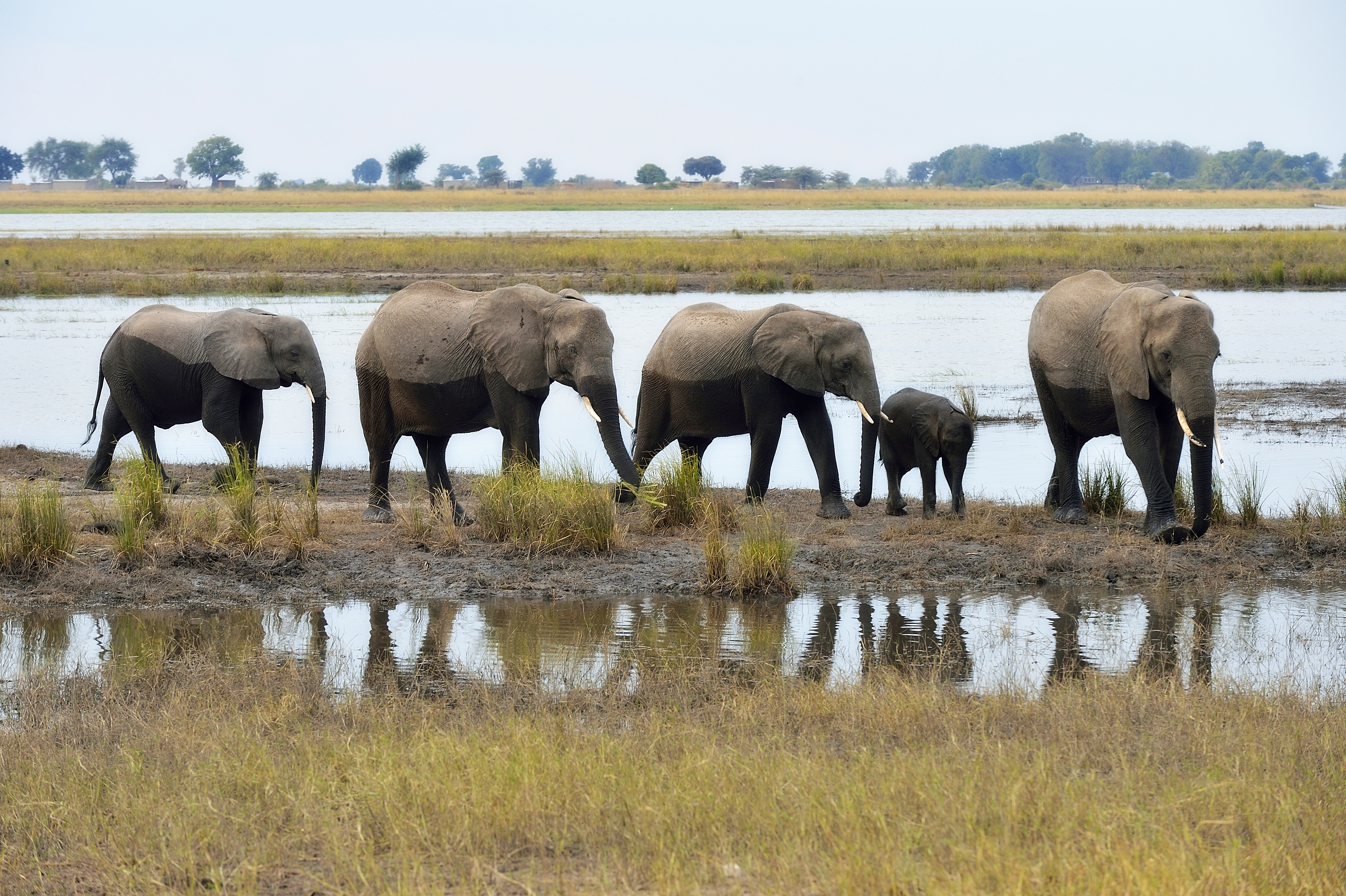 Several elephants walking along a river