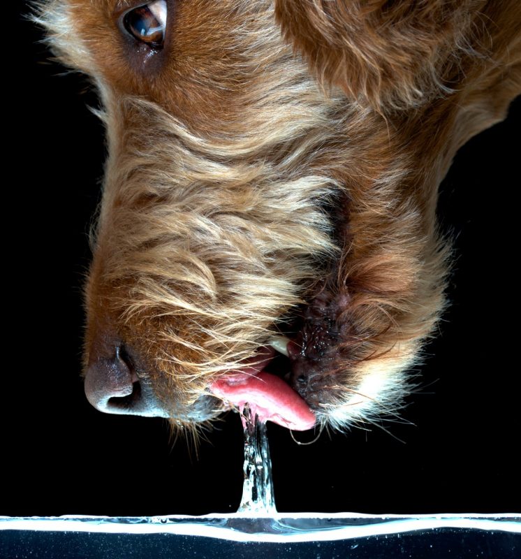 A close up of a dog drinking water.