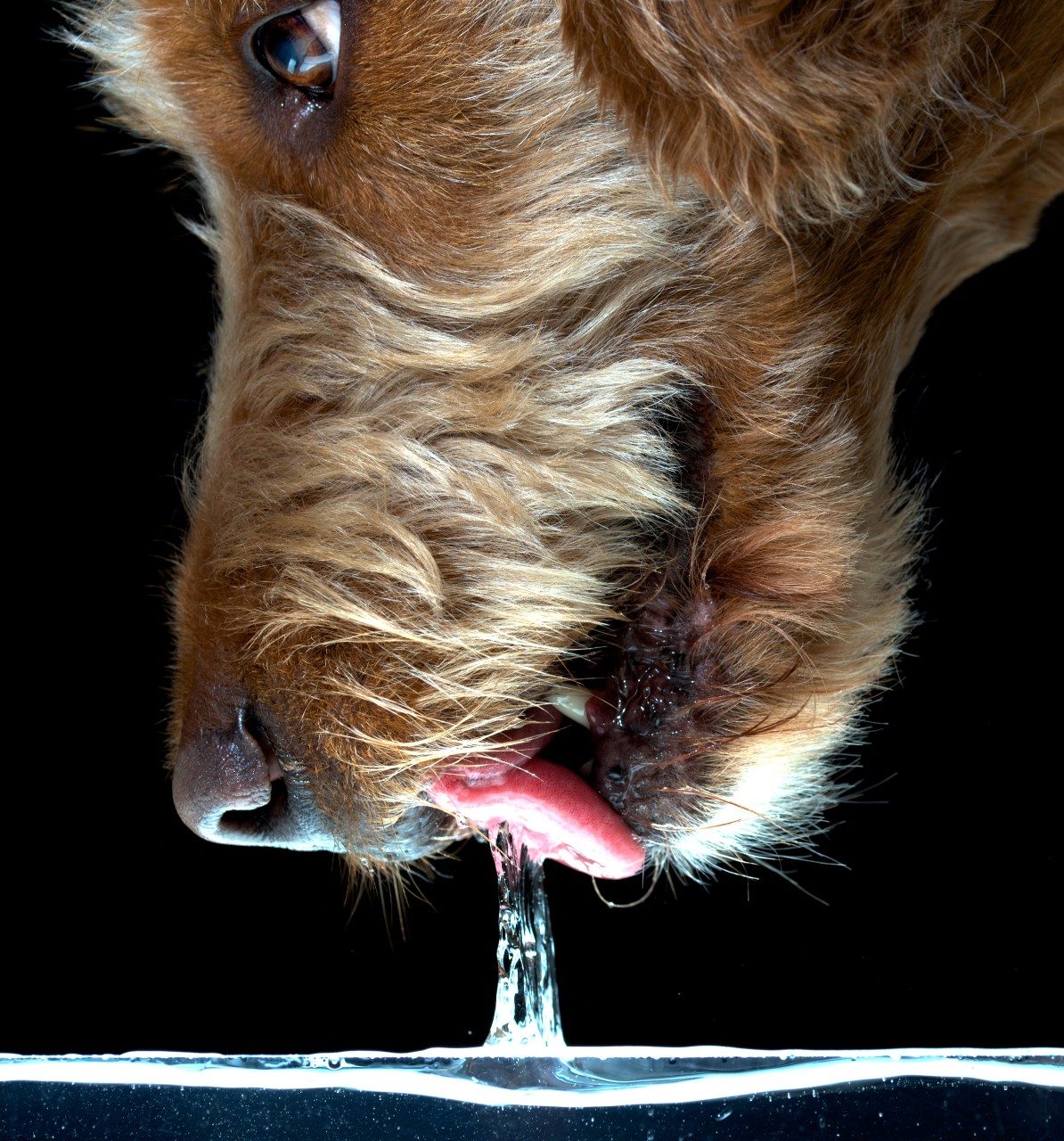 Virginia Tech researchers Jake Socha, Sean Gart, and Sunghwan "Sunny" Jung captured this photo of dog-lapping in action. A column of water follows the dog's accelerating tongue into its mouth.