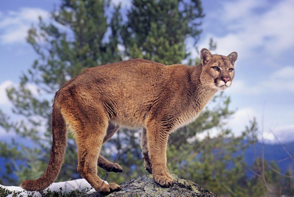 Researcher tracks clues on mountain lion sightings in Great Smoky Mountains National Park | Virginia Tech News | Virginia Tech