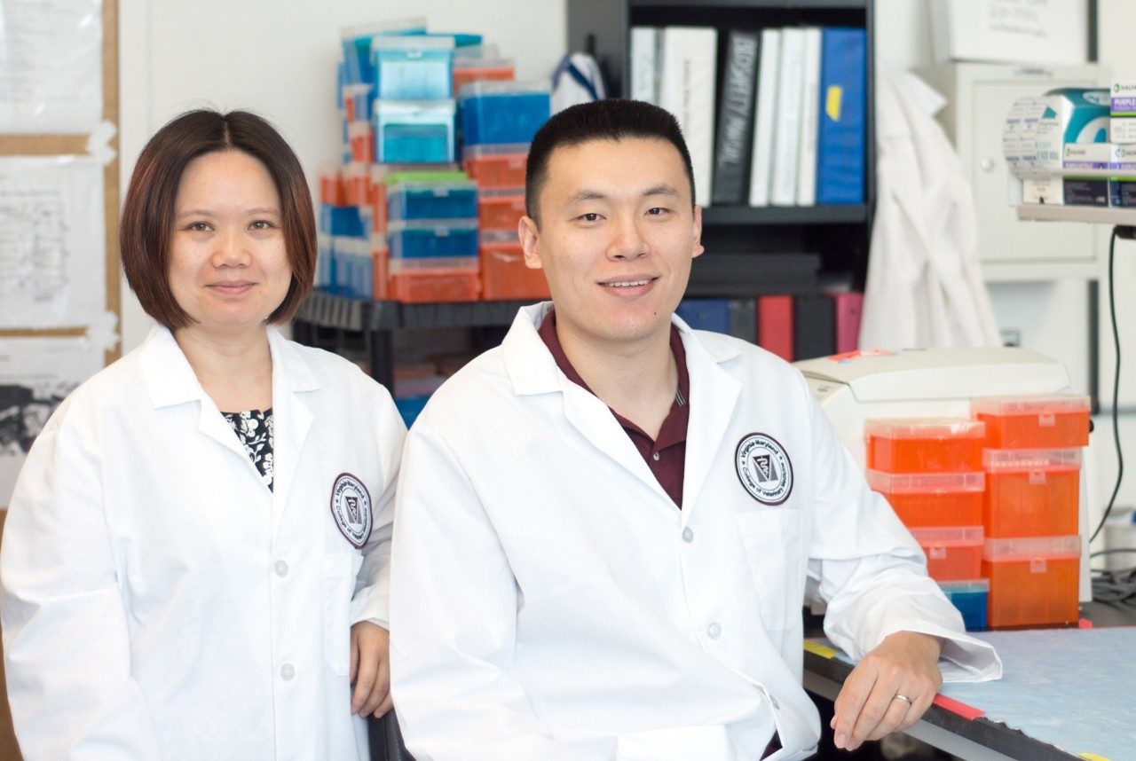 Xin Luo (left), assistant professor of immunology, and Ph.D. student Qinghui Mu (photo by Emily Koth)
