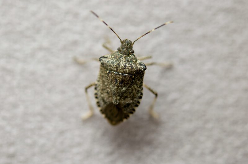 Brown bug on gray surface