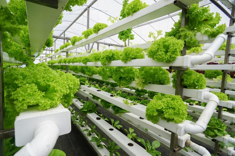 Lettuce is one of the crops that can be grown at the new Controlled Environment Agriculture Innovation Center  in Danville, Virginia.