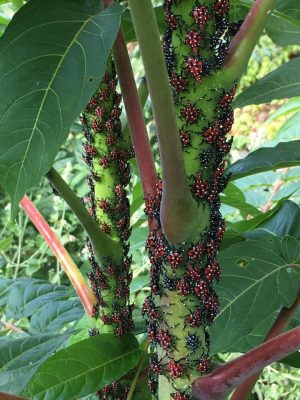 red spotted 4th instar spotted lanternflies and black and white spotted 3rd instar spotted lanternflies grouped on green stem of tree of heaven