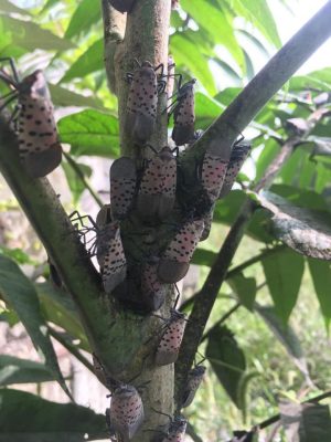 adult spotted lanternflies grouped on tree of heaven