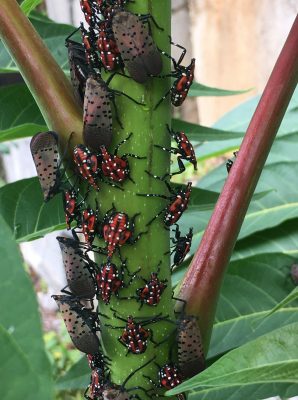 red 4th instar spotted lanternflies and adults grouped on green stem