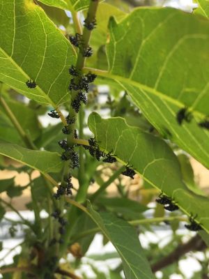 small black and white spotted first instar spottedl lanternflies on a small green stem with bright green leaves