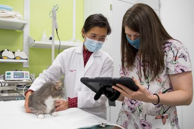 Dr. Joanne Tuohy, assistant professor of surgical oncology, and oncology technician Stephanie Olsen examine a patient at the Animal Cancer Care and Research Center
