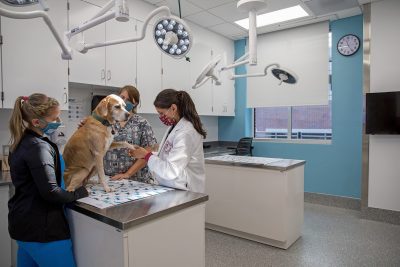 Dr. Brittany Ciepluch, assistant professor of surgical oncology, and oncology technicians examine a patient at the Animal Cancer Care and Research Center